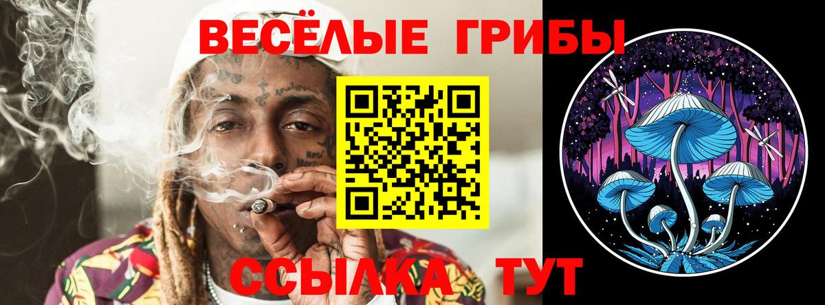 Псилоцибиновые грибы Cubensis Тверь
